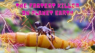 The FASTEST MOVEMENT In The ANIMAL KINGDOM | My FAVOURITE Species of Invertebrate