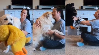The Difference Between My 3 Dogs