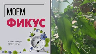 видео: Генеральная уборка - моем большой фикус. Зачем мыть фикусы и как это делать с наименьшими затратами. картинка: Генеральная уборка - моем большой фикус. Зачем мыть фикусы и как это делать с наименьшими затратами.