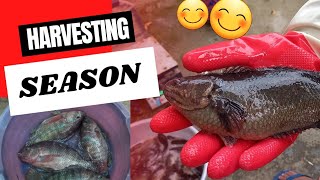 Harvesting Season||Biofloc Harvesting New Videos||Harvesting Monosex Tilapia||Harvesting Koi||  ?