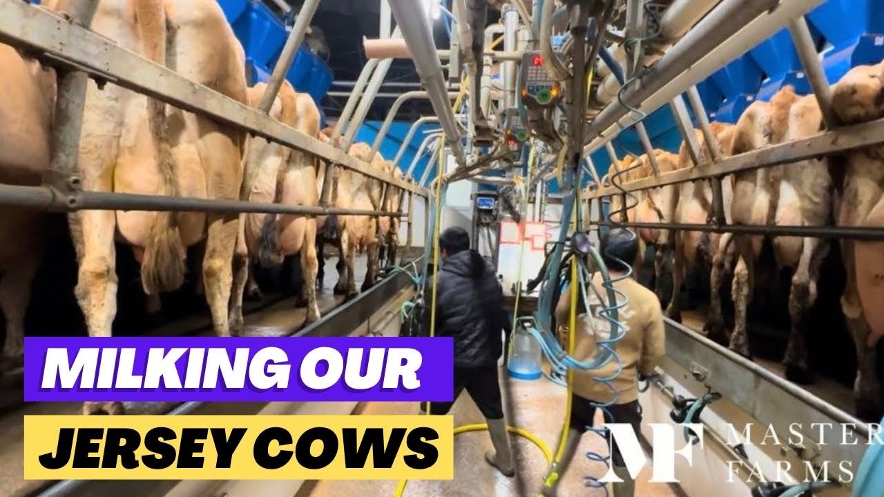 Доим наших джерсейских коров, дождь всё ещё идёт, посадили ещё несколько картофелин.