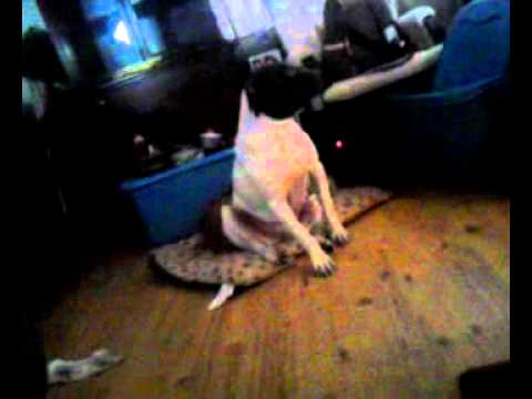 Dog Geting A Rimjob Dog Geting A Rimjob