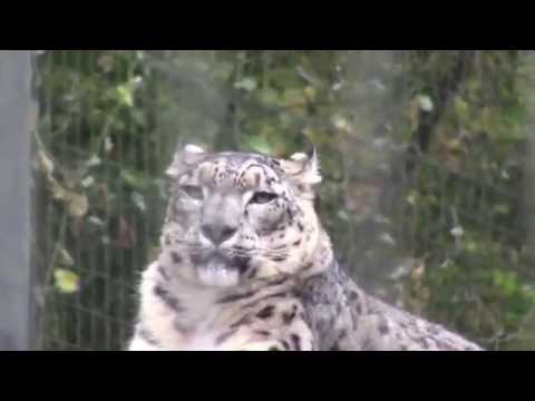 ユキヒョウ Snow Leopard　日野市　多摩動物公園で All of Me (Sarah Vaughan)