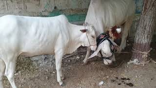 RANI L️ves ANMOL  But Khana Khane Nahi De Rahi ️ #Shorts #BakraEid2021 Cattle Market Karachi