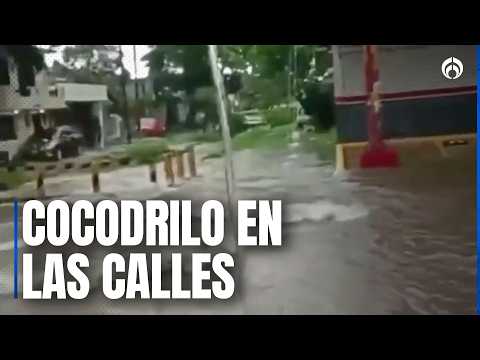 Cocodrilo brota en calle tras inundación en Tamaulipas; ¡doblemente riesgoso!