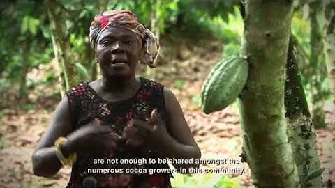Cocoa Farm Financial Challenges
