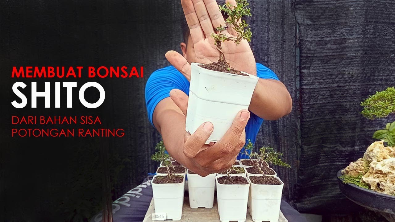 Membuat Bonsai SHITO dari sisa sisa potongan ranting - YouTube