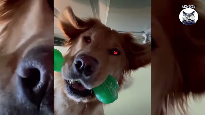 Only Pug can make us HAPPY and LAUGH - Funny and Cute Pug Puppy Videos Compilation