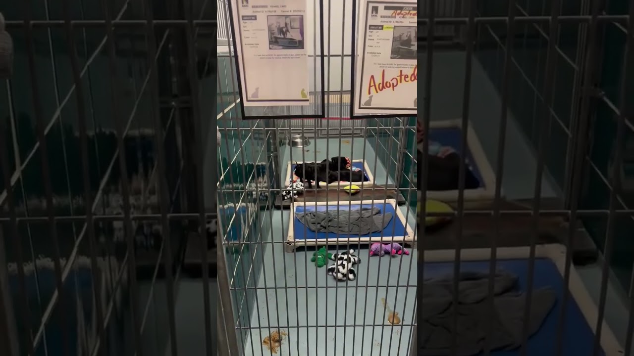 A1986958 and A1986959 Jasmine and Jule