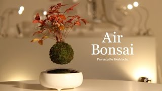  Hoshinchu | Air Bonsai -Promotional Video-