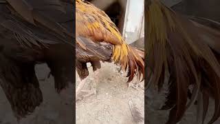 Parrot beak Aseel murga #murga #pakistani