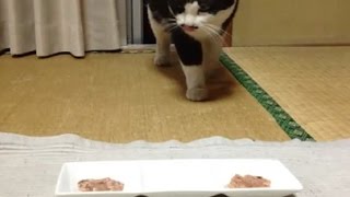グルメ猫による、好きなごはん決定戦　第4回戦【Gourmet cat will decide what like best】