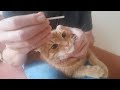 Check your cat&#39;s kidneys at home - Easy and affordable way (for dogs too!)
