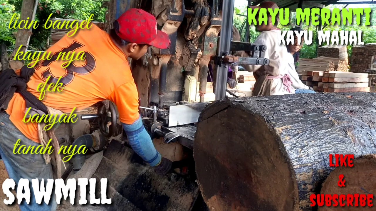 KAYU MAHAL LICIN BANGET EFEK BANYAK TANAH LIAT NYA 