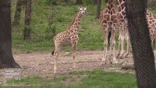 Aww! Baby giraffe makes public debut at New York Bronx Zoo