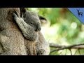 The Real Reason Koalas Hug Trees