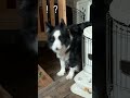 【賢すぎ】電話するフリして愛犬の好きな言葉を言ってみたら… #犬のいる生活 #大型犬のいる生活 #大型犬 #ボーダーコリー #ボーダーコリーのまろ #犬 #shorts #shortvideo