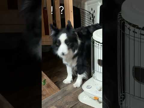 【賢すぎ】電話するフリして愛犬の好きな言葉を言ってみたら… #犬のいる生活 #大型犬のいる生活 #大型犬 #ボーダーコリー #ボーダーコリーのまろ #犬 #shorts #shortvideo