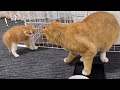 先住猫との初対面！やんのかステップが可愛い子猫【子猫成長日記#11】