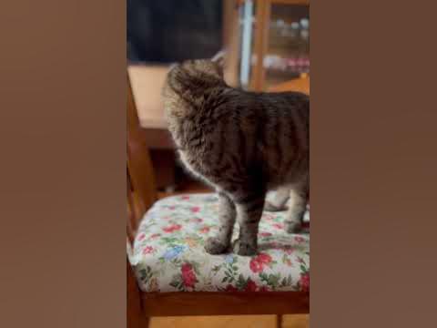 Кошечка Тигра🐈 - YouTube