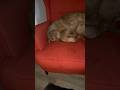 Wenn dein Hund nass ist