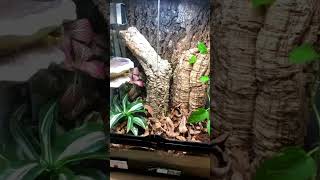 Here’s Why Premium Geckopia Reptile Liner is Not a Good Fit for You ?