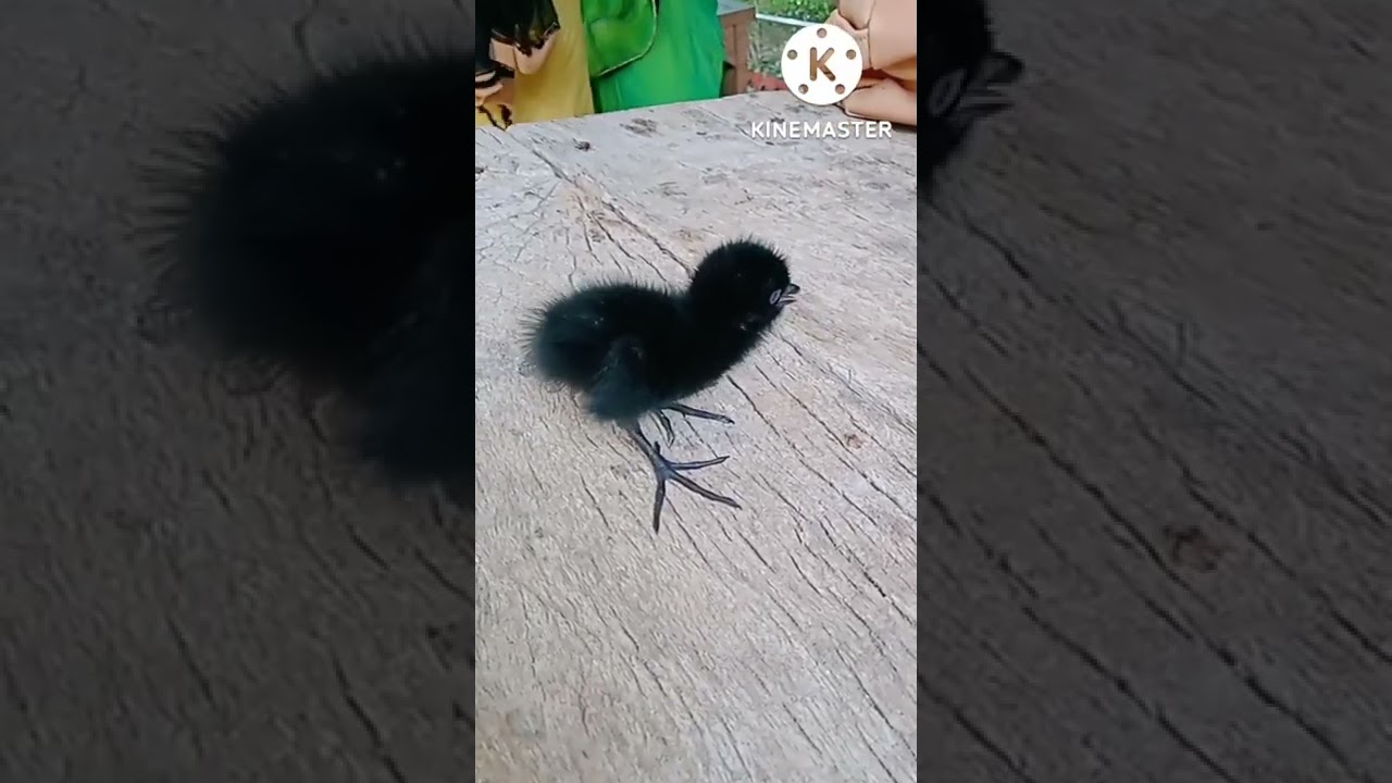 Cute baby waterhen #animallover #shorts #waterhen