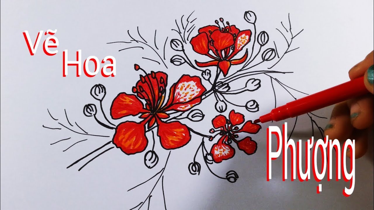 Vẽ Hoa Phượng bằng bút chì  How to draw Phoenix Flower  YouTube