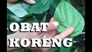 Khasiat lain dari daun Sirih yang jarang orang tahu.