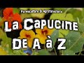 La capucine  de a  z semer  planter  ses atouts sant  jardin potager en permaculture