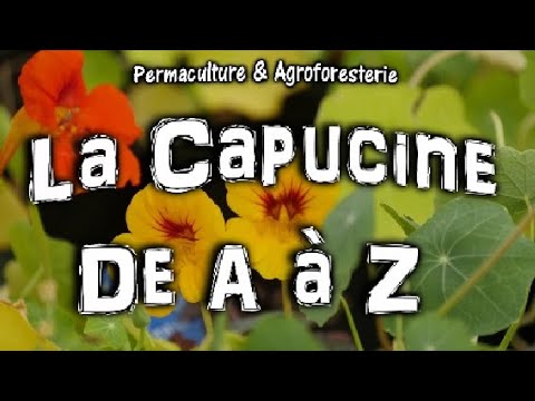 Vidéo: Capucine - Propriétés Utiles, Capucine En Croissance. Application De Recettes De Capucines