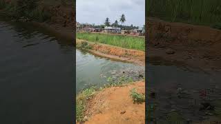 మడిచర్ల లో campaigh...climate 👌👌🎋🎄🌳