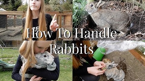 HOW TO: HANDLE RABBITS - EP 1 | Imy