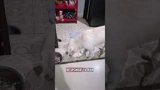 Pray For Shiro Guys To Always Be Healthy And  Long short anjingkintamani shiro