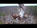 Raptors Птицы хищники 2016 01 Спаривание только после завтрака Эстония :)