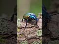 #viralvideo #wildlife गोल्डन ग्राउंड बीटल (Golden Ground Beetle) की है, जिसे वैज्ञानिक रू