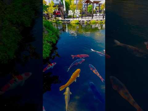 #Shimabara ( #Nagasaki )|#Japan #Travel #Shorts