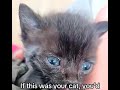 Please keep her in your thoughts tonight. If you can help with her care, link in bio❤️🐾@YouTube#cat 