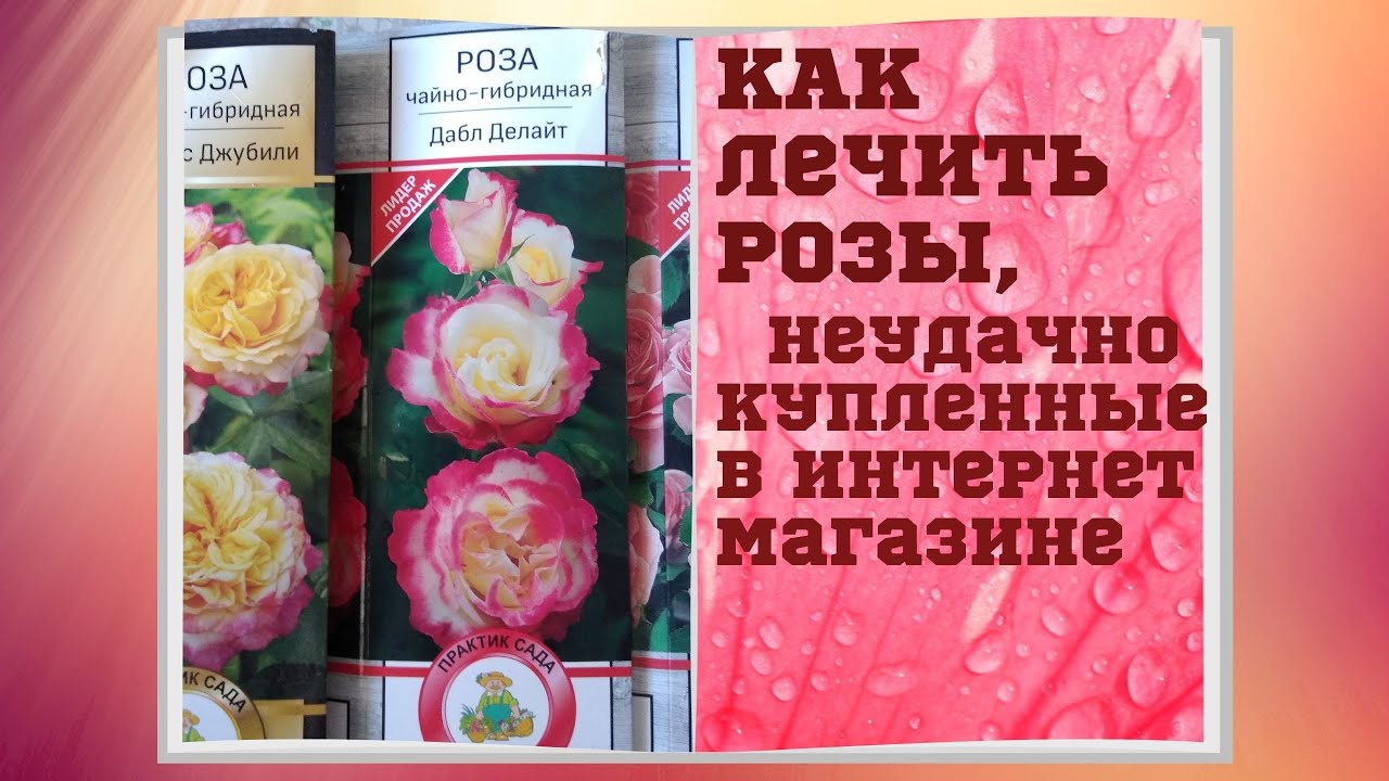 Розы Купленные В Магазине