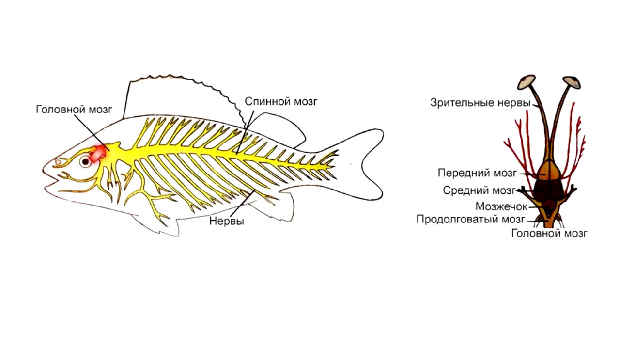 Мозги Рыбы Фото