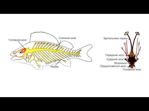 Wideo: Jak Zwabić Do Ciebie Ryby