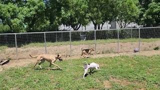 Duke and friends, available to adopt, Bradshaw animal shelter, Sacramento CA