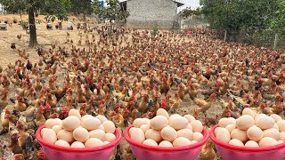 Chicken Farming - How to raise Chickens for Business - Harvesting Eggs & Raising Chicks