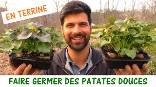 FAIRE GERMER DES PATATES DOUCES / En terrine