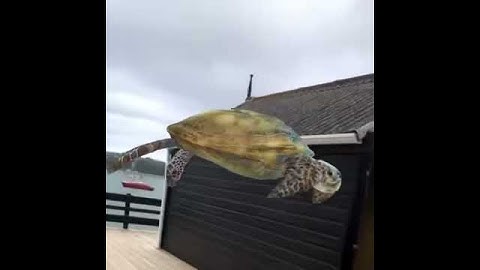 AnimalAR | Augmented Reality Videos