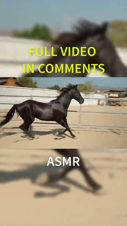Voice of the Black Horse ASMR - ANIMAL SOUNDS