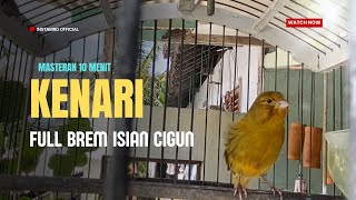Kenari Isian Cigun Full BREM ‼️