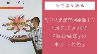 ミツバチが集団発熱！？－対スズメバチ「熱殺蜂球」のホットな謎－