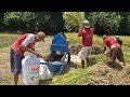 FROM HARVEST TO GRAIN: SMART RICE THRESHING MADE EASY!-agriculture farming