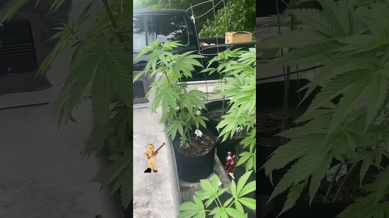 Jammin with Buck and the grow boat 